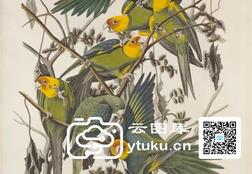 The Birds of America, Plate #26