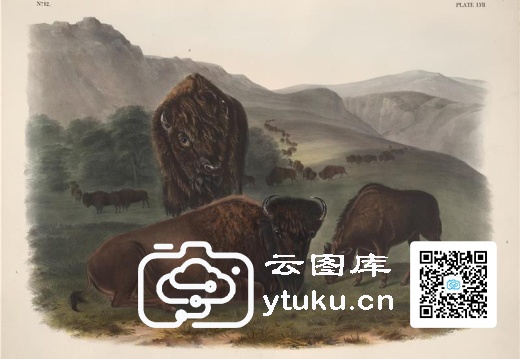 The Viviparous Quadrupeds of Nor 1499e520