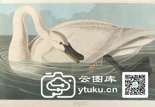 The Birds of America, Plate #406