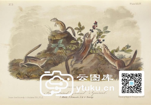 The Quadrupeds of North America 