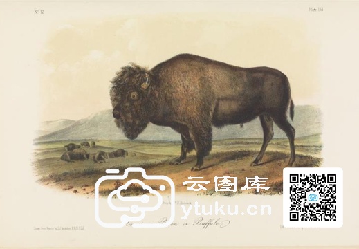 The Viviparous Quadrupeds of Nor af636540