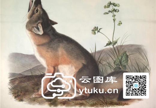 The Viviparous Quadrupeds of Nor