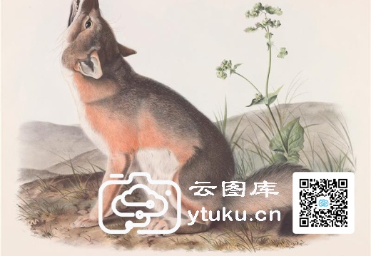 Vulpes velox, Say. Swift Fox. Na