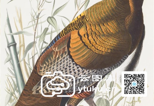 Vulgo (Wild Turkey) Meleagris ga