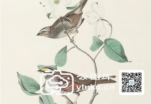 White Throated Sparrow Fingilla 