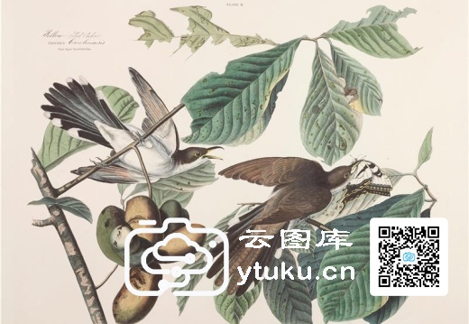 Yellow Billed Cuckoo. Coccyzus c