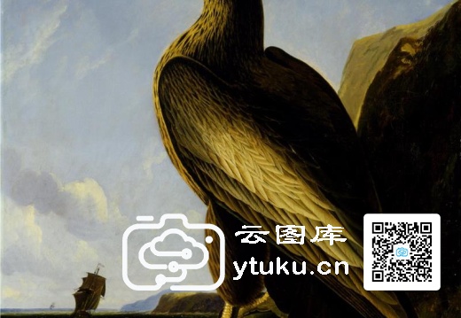 Washington Sea Eagle