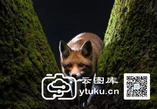 2022索尼世界摄影大赛获奖作品29