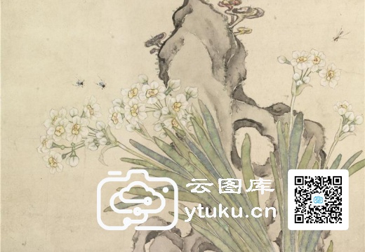 Narcissus, Rock, Bees and Linghz