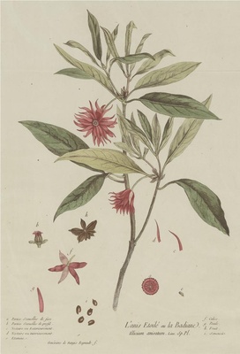 中国自然历史绘画·植物花鸟图谱(辑2)-102