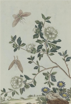 中国自然历史绘画·植物花鸟图谱(辑2)-100
