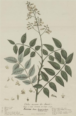中国自然历史绘画·植物花鸟图谱(辑2)-101