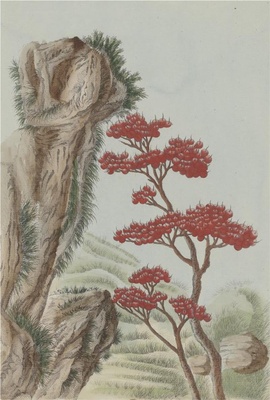 中国自然历史绘画·植物花鸟图谱(辑2)-99