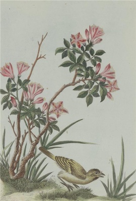 中国自然历史绘画·植物花鸟图谱(辑2)-98 映山红