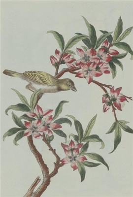 中国自然历史绘画·植物花鸟图谱(辑2)-95 桃花
