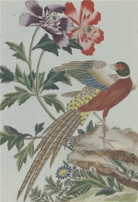 中国自然历史绘画·植物花鸟图谱(辑2)-92
