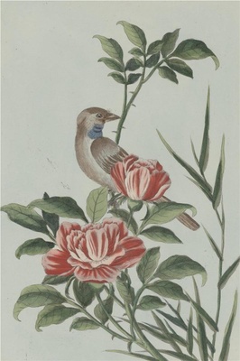 中国自然历史绘画·植物花鸟图谱(辑2)-93 紫梢花