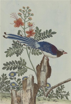 中国自然历史绘画·植物花鸟图谱(辑2)-94