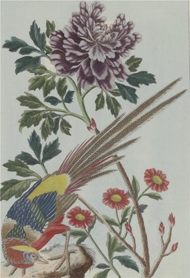中国自然历史绘画·植物花鸟图谱(辑2)-91