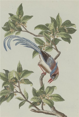 中国自然历史绘画·植物花鸟图谱(辑2)-89 木樨