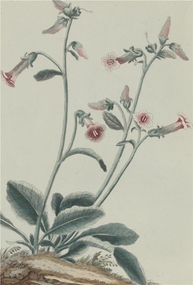 中国自然历史绘画·植物花鸟图谱(辑2)-87 地黄根