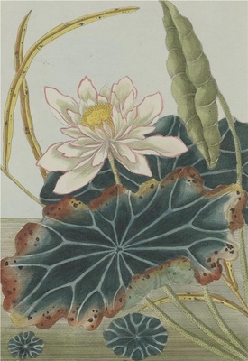 中国自然历史绘画·植物花鸟图谱(辑2)-90