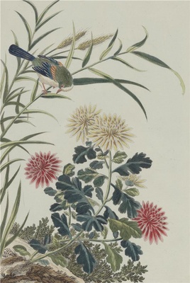 中国自然历史绘画·植物花鸟图谱(辑2)-86