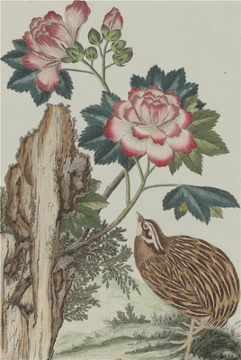 中国自然历史绘画·植物花鸟图谱(辑2)-88