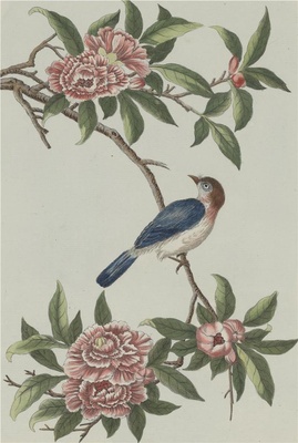 中国自然历史绘画·植物花鸟图谱(辑2)-85 白榴花