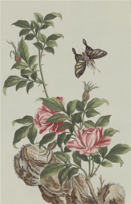 中国自然历史绘画·植物花鸟图谱(辑2)-83 蔷薇