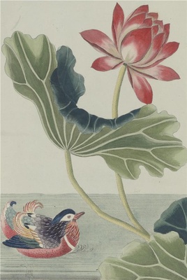 中国自然历史绘画·植物花鸟图谱(辑2)-82