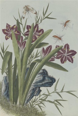 中国自然历史绘画·植物花鸟图谱(辑2)-79 蝴蝶花