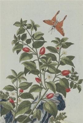 中国自然历史绘画·植物花鸟图谱(辑2)-80 蕃椒
