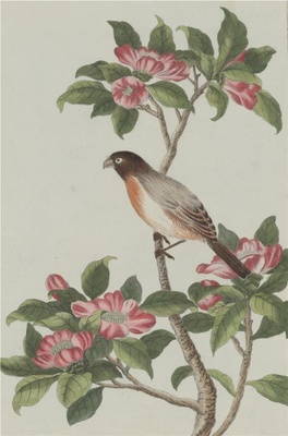 中国自然历史绘画·植物花鸟图谱(辑2)-81 山茶