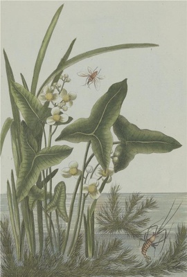 中国自然历史绘画·植物花鸟图谱(辑2)-78 茨菇花