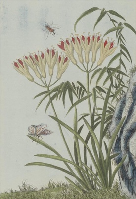 中国自然历史绘画·植物花鸟图谱(辑2)-77 金灯花
