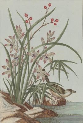 中国自然历史绘画·植物花鸟图谱(辑2)-76 蕙兰