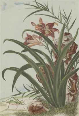 中国自然历史绘画·植物花鸟图谱(辑2)-75