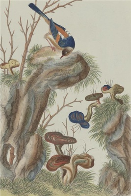 中国自然历史绘画·植物花鸟图谱(辑2)-70 灵芝