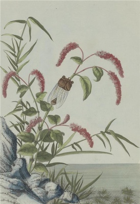 中国自然历史绘画·植物花鸟图谱(辑2)-74 蓼花