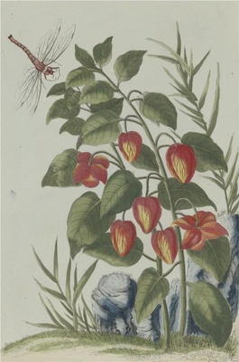 中国自然历史绘画·植物花鸟图谱(辑2)-73 金灯笼