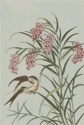 中国自然历史绘画·植物花鸟图谱(辑2)-72 红茎花