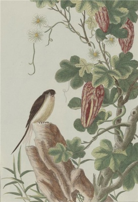 中国自然历史绘画·植物花鸟图谱(辑2)-69 锦荔枝