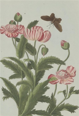 中国自然历史绘画·植物花鸟图谱(辑2)-71