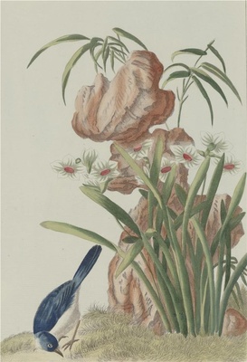 中国自然历史绘画·植物花鸟图谱(辑2)-68