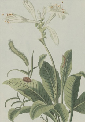 中国自然历史绘画·植物花鸟图谱(辑2)-66 玉簪