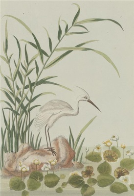 中国自然历史绘画·植物花鸟图谱(辑2)-67 金银莲花