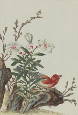 中国自然历史绘画·植物花鸟图谱(辑2)-64 夜合花
