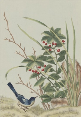中国自然历史绘画·植物花鸟图谱(辑2)-63 平地木