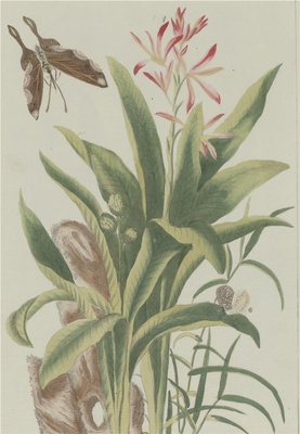 中国自然历史绘画·植物花鸟图谱(辑2)-65 美人蕉